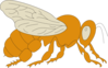 Orange Bee Clip Art